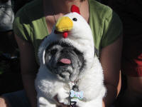 Colorado Pugs In the Park ~ 2009