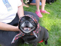 Colorado Pugs In the Park ~ 2009
