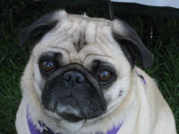 Colorado Pugs In the Park ~ 2009