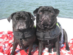 Ziggy & Chubby