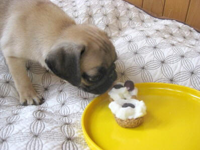 Archie loves to taste test your recipes!