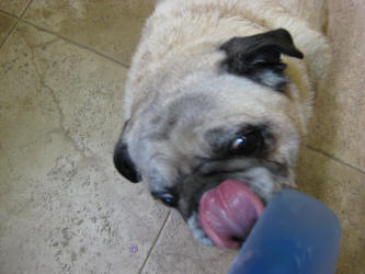 Yummy!  Emmitt loved licking the spoon.