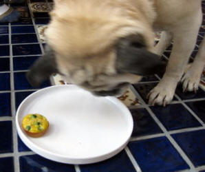 Is this individual sized quiche for me?