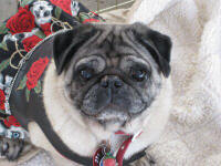 Pugs dressed for Rock'n Through the Ages