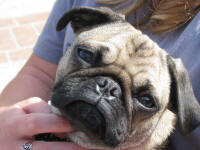 Lovable Pugs needing forever homes.