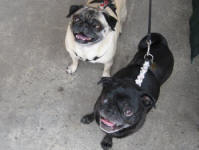 Happy Pugs everywhere!