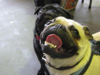 Ollie & Charlie