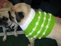 Puggies enjoying their new sweater vests!