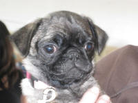 Pug Puppies!