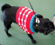 Kong loves his sweater vest!