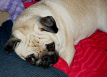 Grover