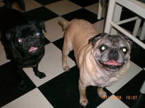 Rudy & Sarge