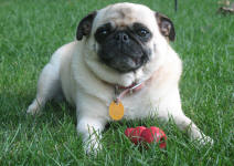 Betsy