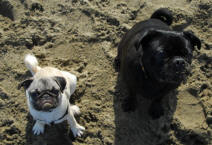 Ray & Roxy