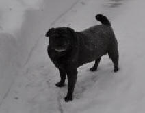 Molly