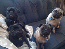 The Gacks