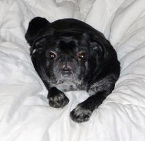 Pugsley