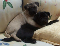Rose and Liliy