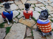 Howie, Annie and Java