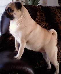 Gracie May