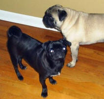 Wrinkles and Sadie