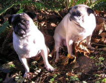 Spicey & Sophia