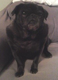 Molly
