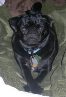 Ozzie