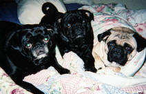 Pearl, Tank and Rocky
