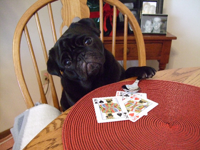 http://rs6.net/tn.jsp?t=chj5xzcab.0.0.nbp9fkcab.0&p=http://www.pugnotes.com/meetpugs.htm&id=preview