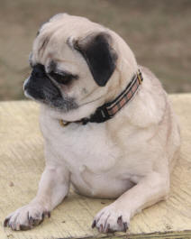 Tootie