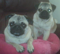 Cricket and Sully