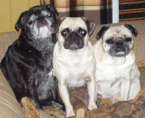 Waldo, Dunkin and Ozzie