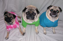 Penny, Henry and Oliver