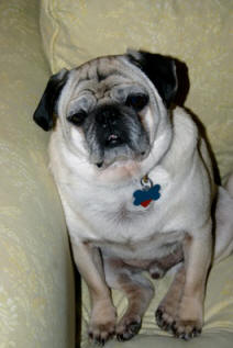 Hoagie