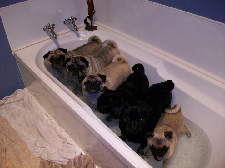 http://r20.rs6.net/tn.jsp?t=mjcqcqdab.0.0.nbp9fkcab.0&p=http://www.pugnotes.com/meetpugs.htm&id=preview