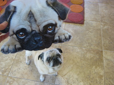 http://r20.rs6.net/tn.jsp?t=mjcqcqdab.0.0.nbp9fkcab.0&p=http://flatpuglet.com/2010/03/09/louisville-co/&id=preview