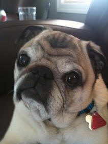 Stubby