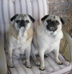 Homer & Rudy