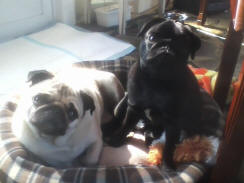 Gracie & Gabby
