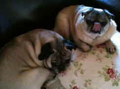 PJ & Melvin