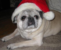 Pugsy
