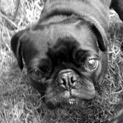 Ruby