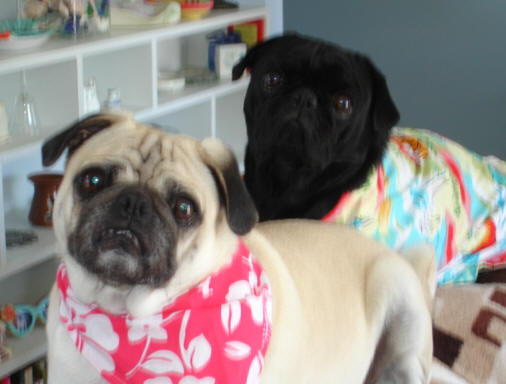 Bandit and Bisquit