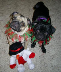 Chico and Elly