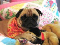 Lilly