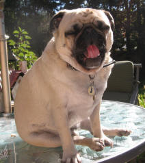 Jocko