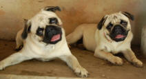 Abbie and Roscoe