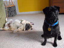 Lenny and Riley