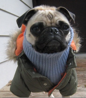 http://rs6.net/tn.jsp?t=hrw44ddab.0.0.nbp9fkcab.0&p=http://www.pugnotes.com/meetpugs.htm&id=preview